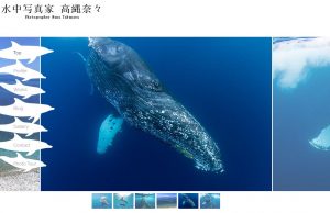 A Business List for Underwater photo