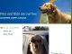 100 Random List of Pets Cleaning