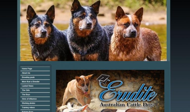 cattle dogs Company List
