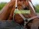 Alfalfa collected Free Share