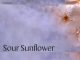 Sunflower Websites collect